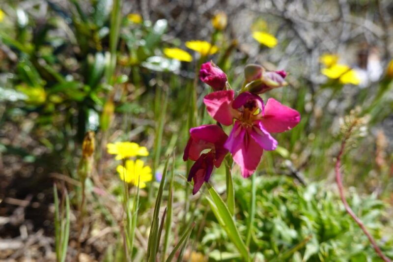 guided-walkpicnic-western-algarves-wild-beauty