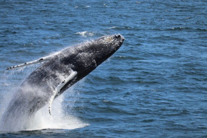 guided-whale-watching-experience-from-reykjavik