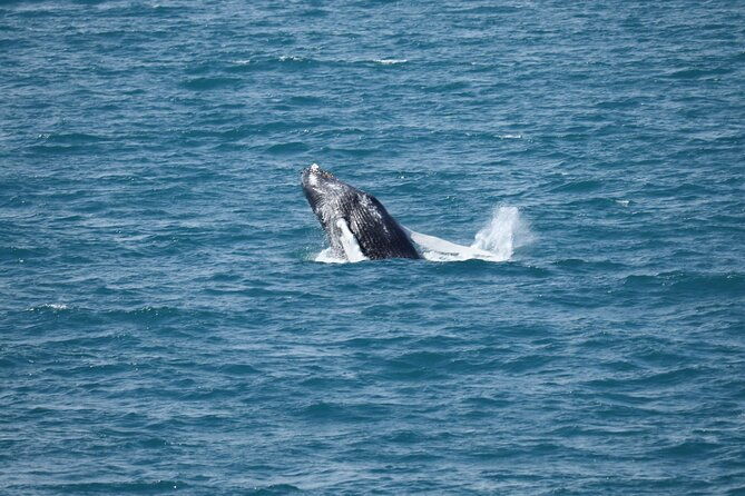 guided-whale-watching-experience-from-reykjavik