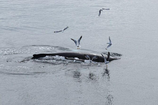 guided-whale-watching-experience-from-reykjavik