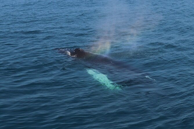 guided-whale-watching-experience-from-reykjavik