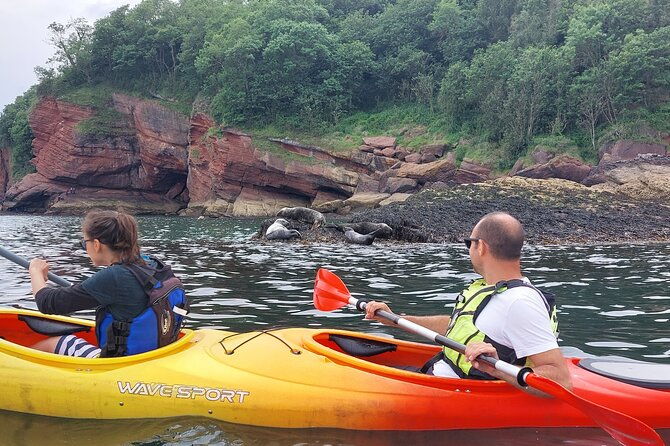 guided-wildlife-and-sea-cave-kayak-safari-in-english-riviera