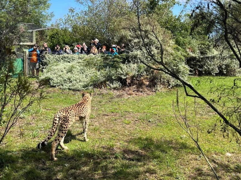 Guided Wildlife Tour and Forest Walk with Lunch Platter - Final Words