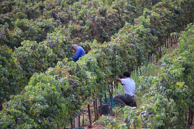 Guided Wine and Olive oil tasting - A Closer Look at the Experience