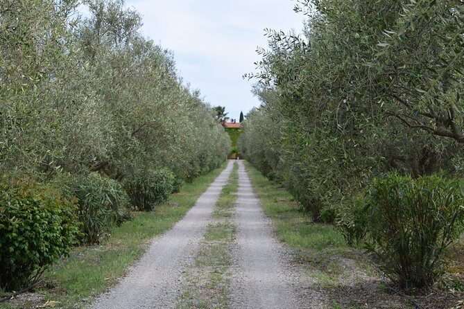 Guided Wine and Olive oil tasting - FAQs