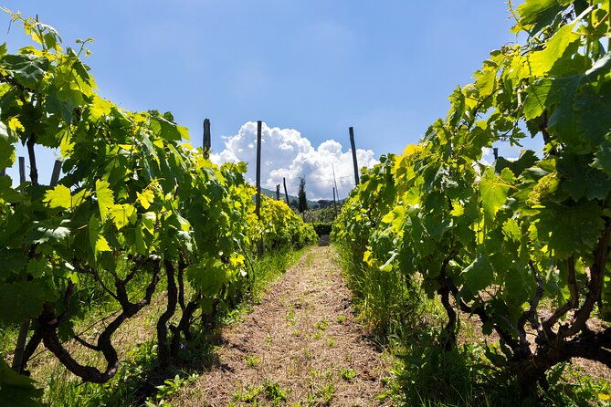 guided-wine-tasting-experience-in-a-roman-vineyard