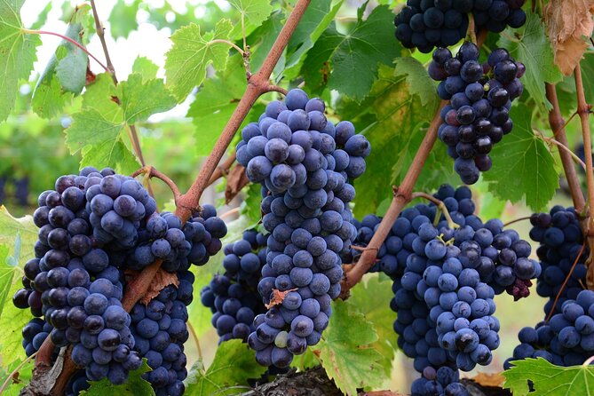 guided-wine-tour-through-the-niagara-wine-trail