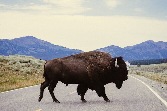 guided-yellowstone-wildlife-tour