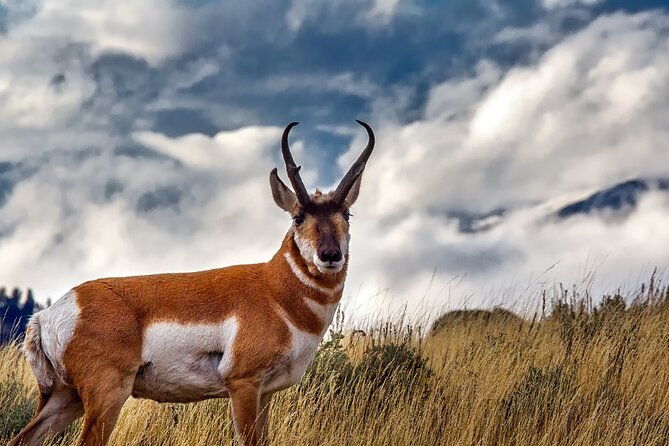 guided-yellowstone-wildlife-tour