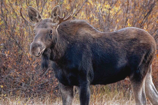 guided-yellowstone-wildlife-tour