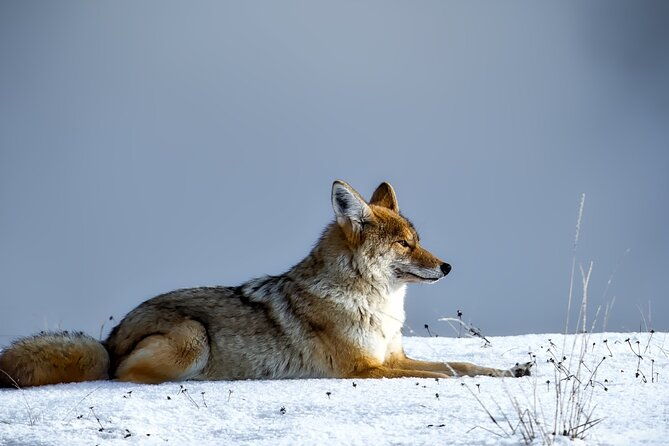 guided-yellowstone-wildlife-tour