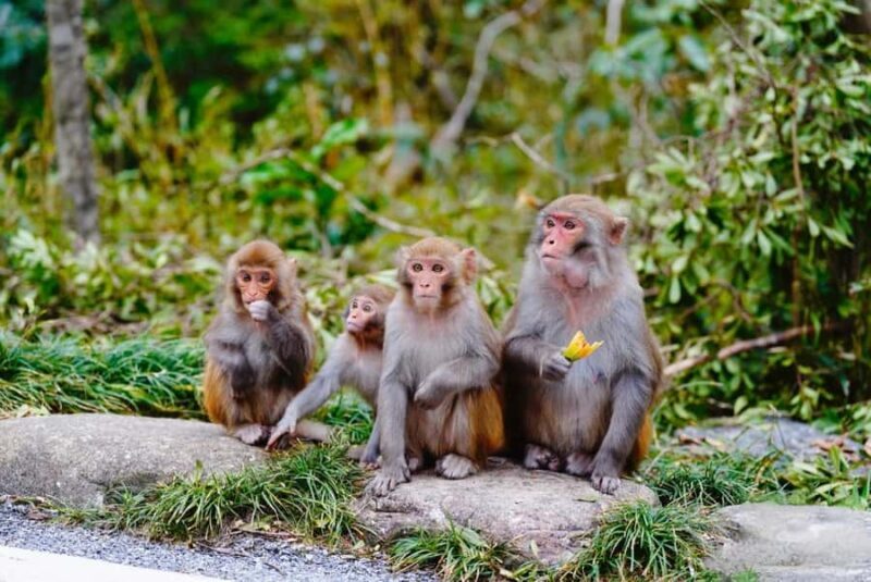 Guilin: Guihai Stele Forest, Fubo Mountain & Tea Tour - Discovering Guilins Hidden History at the Guihai Stele Forest