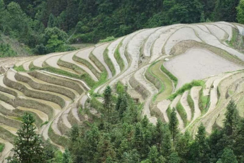 Guilin: In-Depth Longji Rice Terraces Day Trip with Lunch - Who Will Love This Tour?