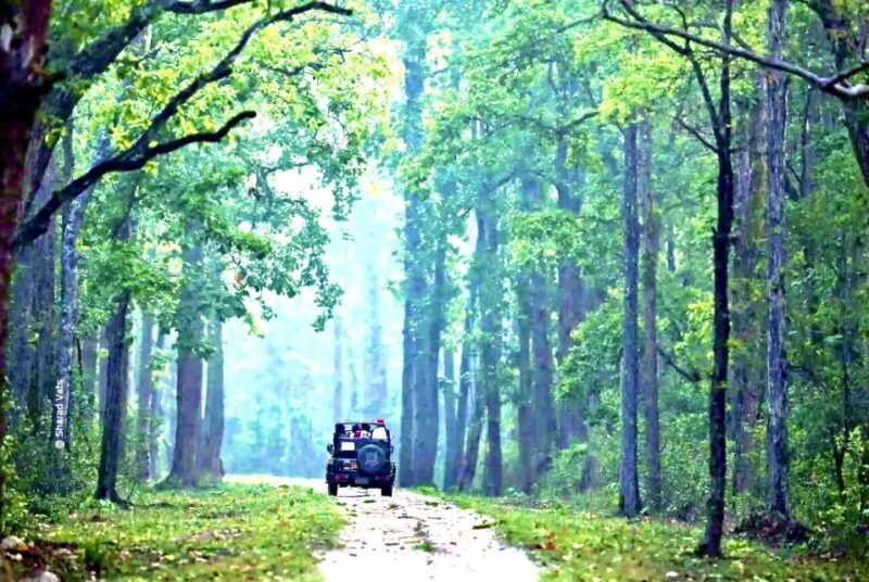 Gujarat: Gir National Park Guided Jeep Safari - Key Points