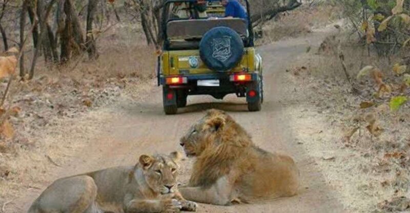 Gujarat: Gir National Park Guided Jeep Safari - The Setting: Why Gir National Park is Unique