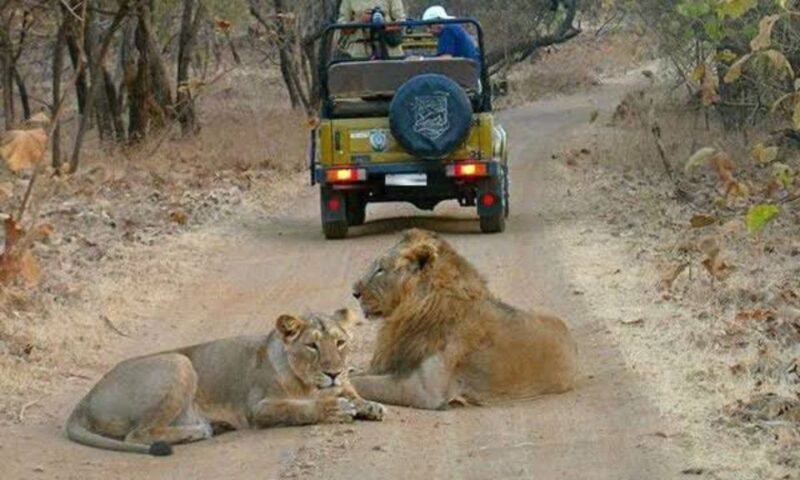 Gujarat: Gir National Park Guided Jeep Safari - The Cost and Value
