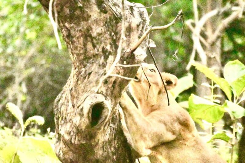 Gujarat: Gir National Park Guided Jeep Safari - Practical Details and Tips