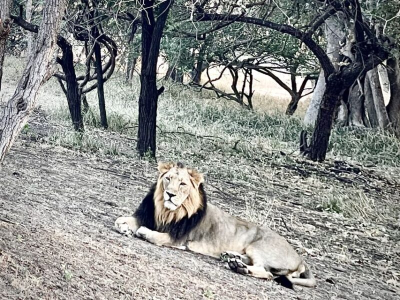 Gujarat: Gir National Park Guided Jeep Safari - What Could Be Better?