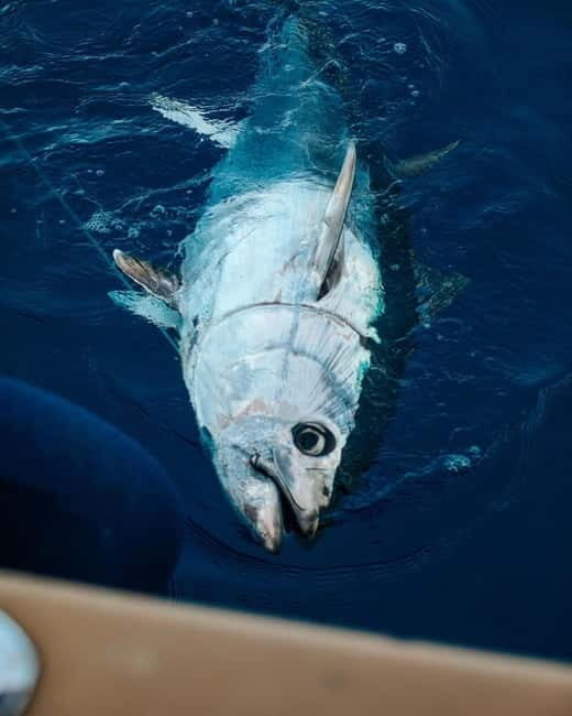 Gulf of Ajaccio: Private Fishing Trip in a Perle Blanche - Key Points
