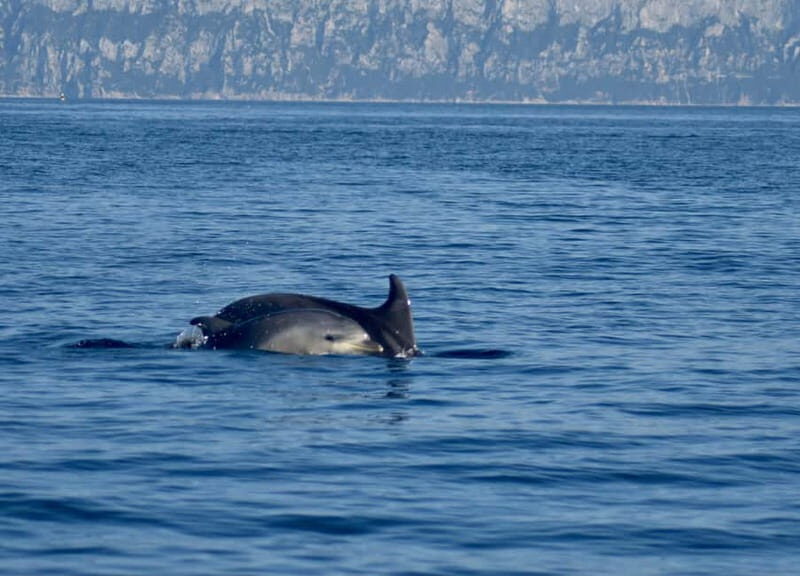 Gulf of Olbia: Dolphin watching by dinghy - Why This Tour Works  