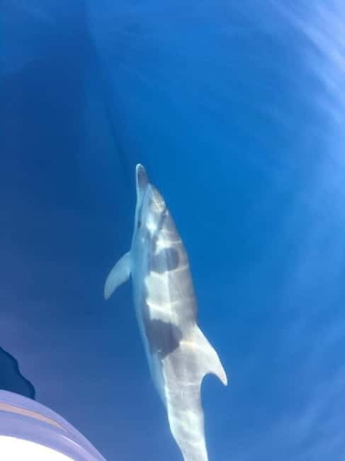 Gulf of Porto: Visit the Calanques de Piana and the Scandola Nature Reserve - An In-Depth Look at the Tour Experience