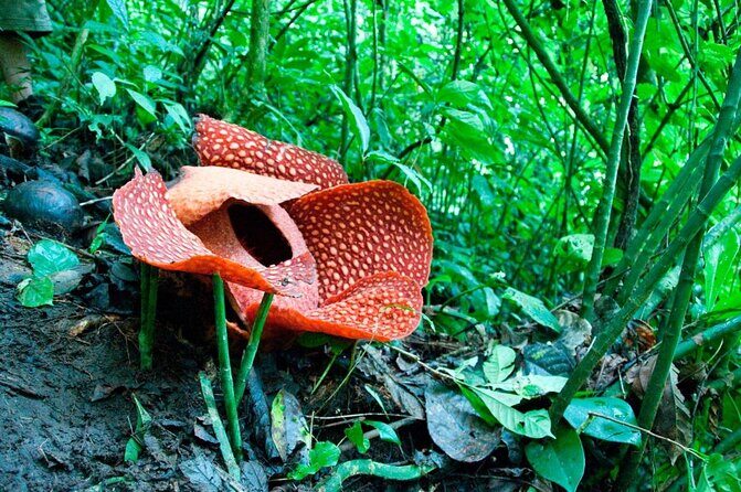 Gunung Gading National Park Tour - Key Points