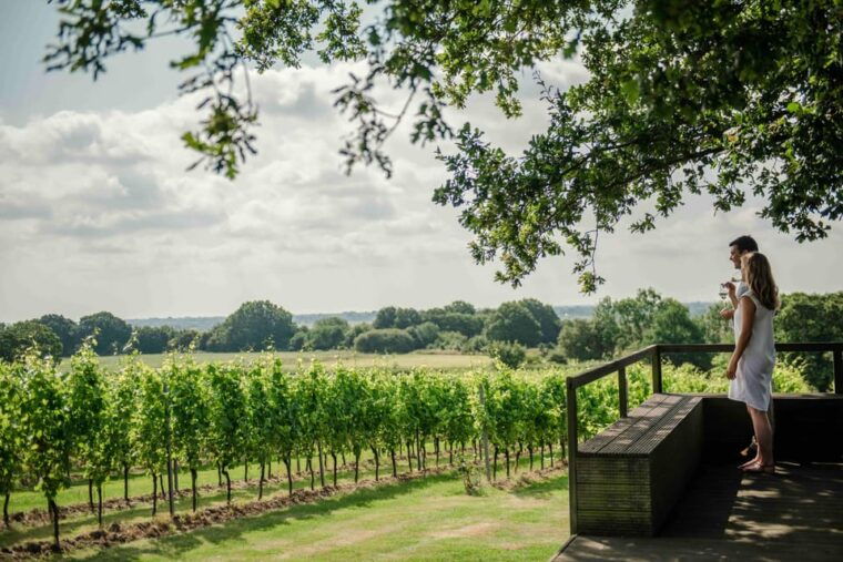gusbourne-wine-tasting-11am