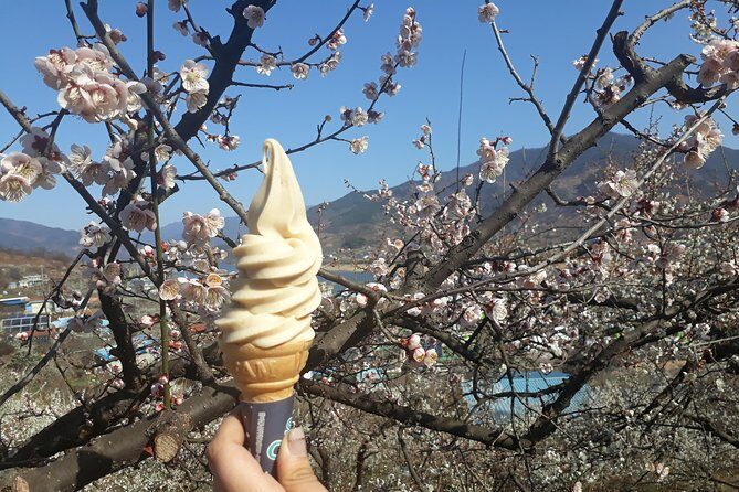 Gwangyang Maewha Flower and Jeonju Hanok Village 1 day trip from Seoul - Key Points