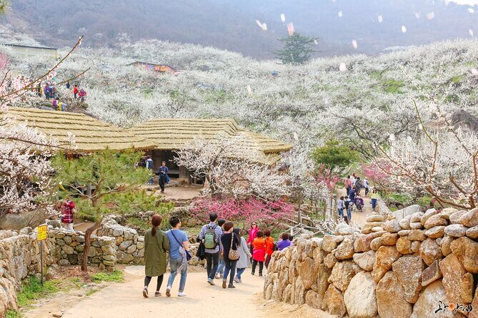 Gwangyang Maewha Flower and Jeonju Hanok Village Tour from Seoul - Key Points