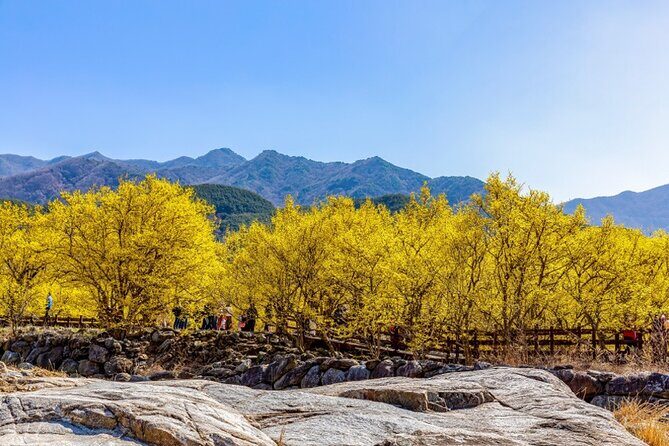 Gwangyang Plum Blossom & Gurye Sansuyu Festival Tour from Busan - An In-Depth Look at the Tour Experience