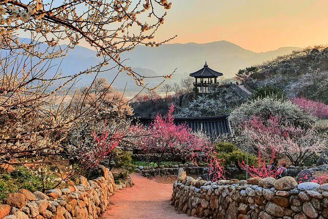 Gwangyang Plum Blossom & Gurye Sansuyu Festival Tour from Busan - Cost and Value Analysis