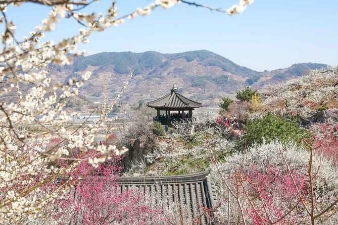 Gwangyang Plum Blossom & Gurye Sansuyu Festival Tour from Busan - Final Thoughts on This Experience