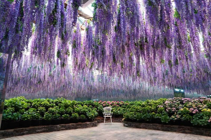 Gyeonggi: Gaypeong Begonia Bird Park Entry Ticket - Detailed Breakdown of the Experience