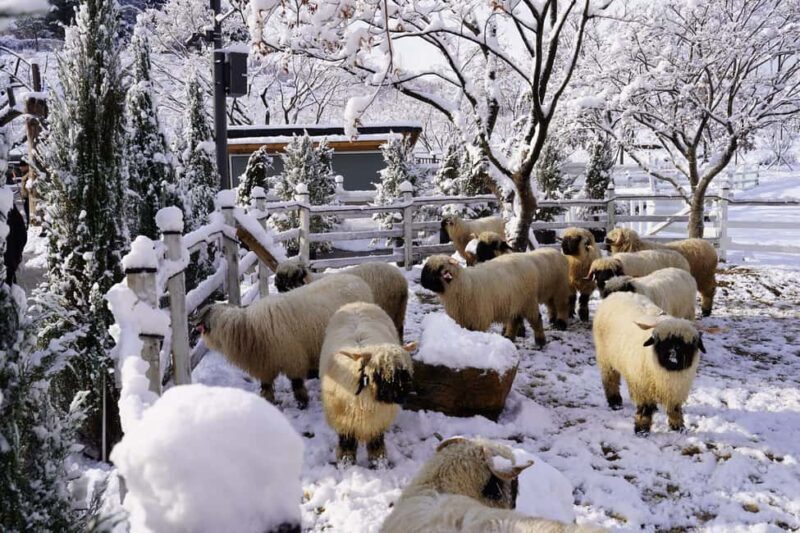 Gyeonggi: Gaypeong Begonia Bird Park Entry Ticket - FAQ