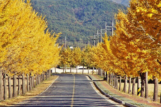Gyeongju Maple Tour from Busan - Who Will Love This Tour?