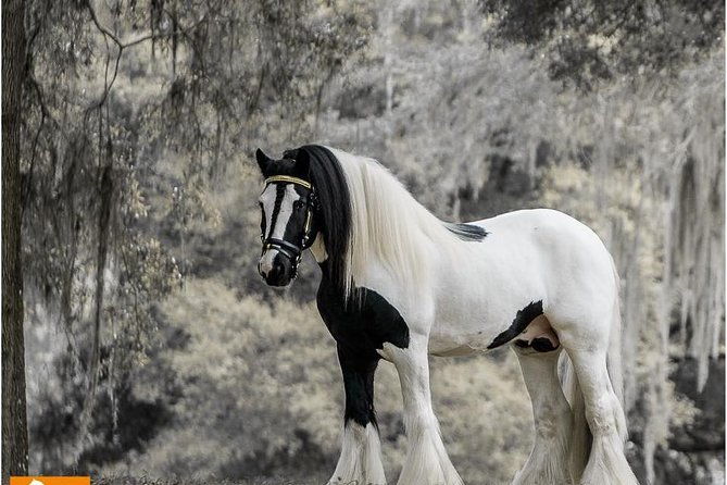 gypsy-gold-horse-farm-tour
