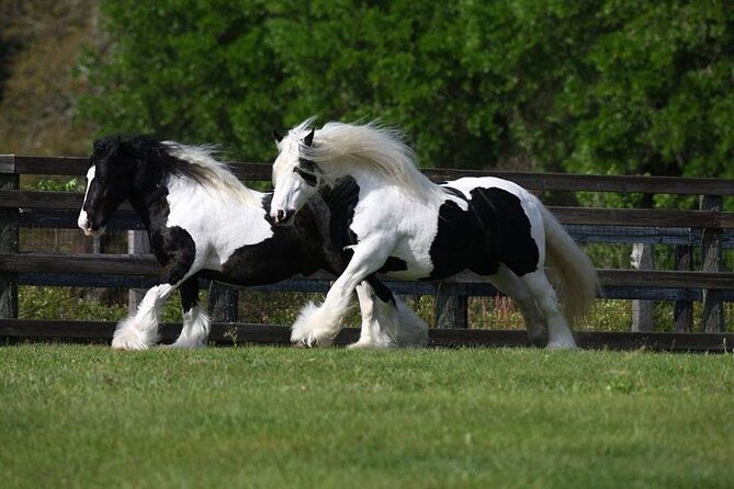 gypsy-gold-horse-farm-walking-tour