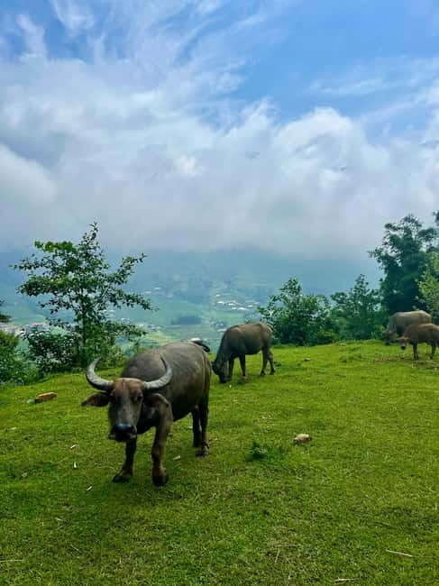 Ha Noi-Sapa Authentic Trek & Homestay wih hmong women (2D1N) - FAQ