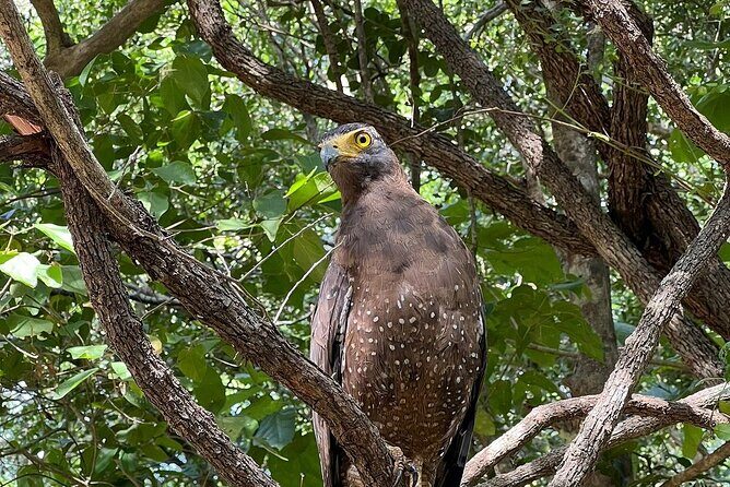 Habarana Eco Park Jeep Safari [private,full package] - Key Points