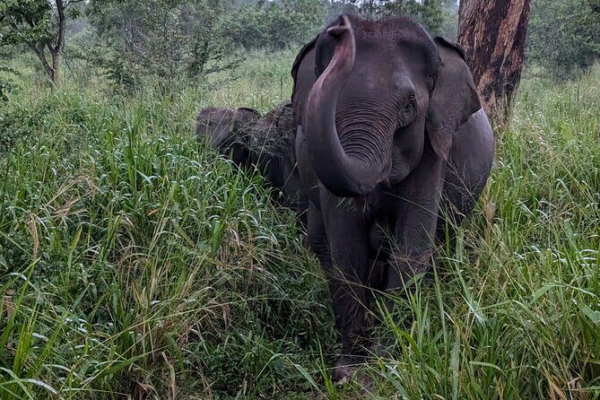 Habarana Eco Park Jeep Safari [private,full package] - The Value of $60