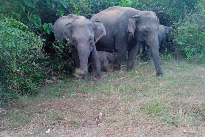 Habarana Eco Park Jeep Safari [private,full package] - Who Should Consider This Safari?