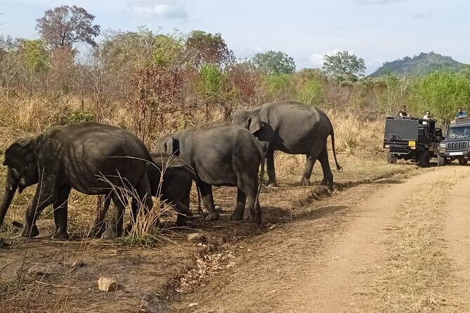 Habarana Eco Park Jeep Safari [private,full package] - Final Thoughts: Is It Worth It?