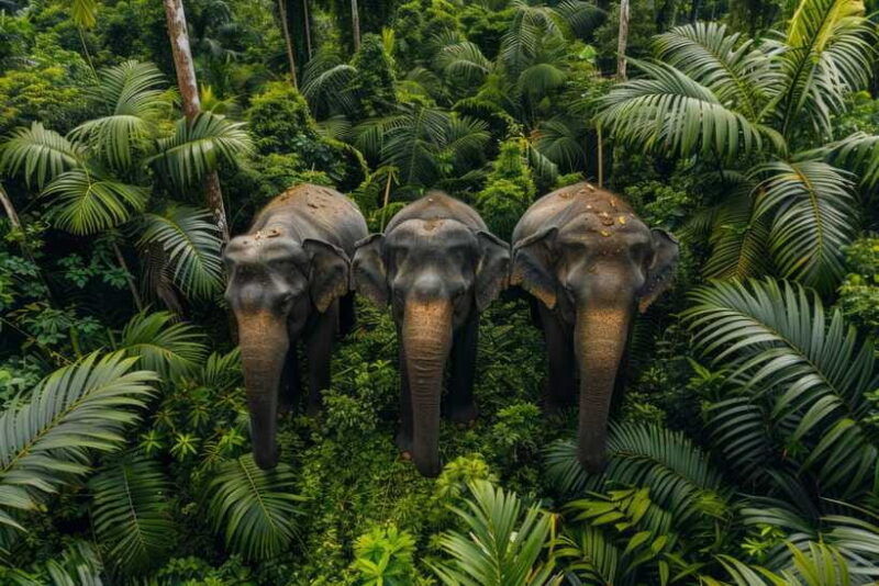 habarana-eco-park-safari-with-jeep-entrance-fee