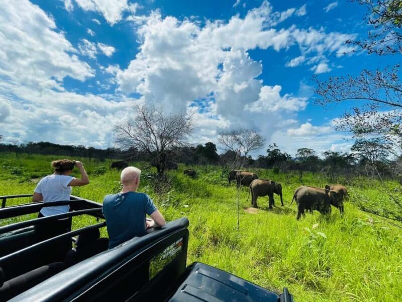 Habarana: Elephants & Loris Watching Night Safari Tour - What Sets This Tour Apart?