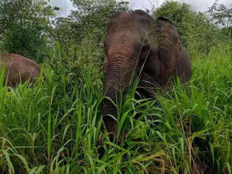 habarana-habarana-eco-park-elephant-safari-adventure