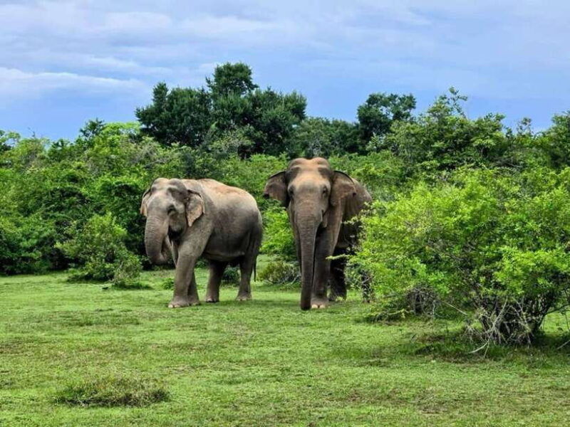habarana-habarana-eco-park-elephant-safari-adventure