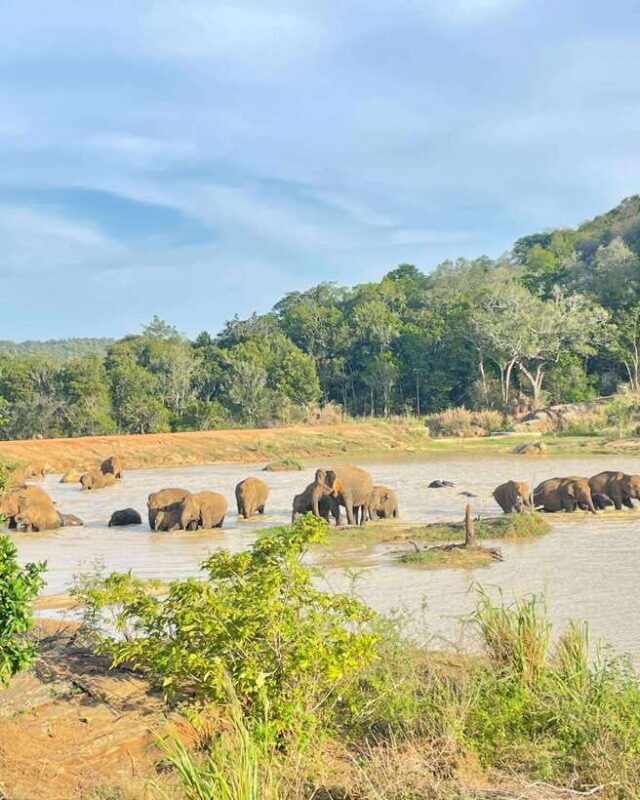 habarana-habarana-eco-park-elephant-safari-adventure