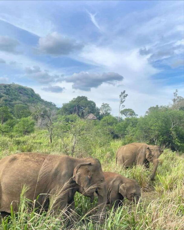 habarana-habarana-eco-park-elephant-safari-adventure