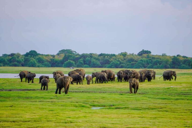 habarana-hurulu-eco-park-elephant-safari-with-hotel-pickup