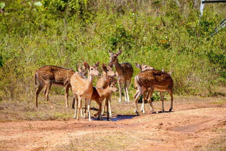habarana-hurulu-eco-park-elephant-safari-with-hotel-pickup